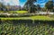 Madrid, Spain, Buen Retiro Park, Botanical garden, park with trees and bushes, landscape design