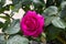 MADRID,SPAIN - May 12,2022:Chartreuse de Parme hybrid tea rose deep pink scented flower and dark green foliage in theRose Garden