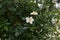 MADRID,SPAIN - May 12,2022:Rosa luciae Franch and Rochebr wichuraiana rose white simple flowers and lush foliage in theRose Garden