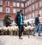 MADRID, SPAIN - October 23, 2022: The traditional Transhumance festival celebrated in the streets of Madrid. Plaza Mayor of Madrid
