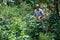 Madriz, Nicaragua - January 26,2019: man picking coffee fruits in a Nicaraguan farm