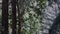 Madrona tree in front of pacific northwest forest in snow