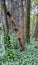 Madrona Tree with Peeling Bark Leaning Against Fir Tree