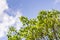 Madrone tree Arbutus menziesii branches on a sky background, California