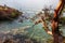 A Madrone Tree Branch Points Towards the Samish Bay