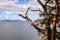 A Madrone Tree Branch Points Towards the Samish Bay