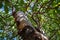 Madrone Tree with Peeling Red Bark