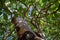 Madrone Tree with Peeling Red Bark