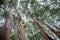 Madrone trees Arbutus menziesii forest on a rainy day, Castle Rock State Park, San Francisco bay area, California