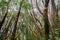 Madrone trees Arbutus menziesii forest on a rainy day, Castle Rock State Park, San Francisco bay area, California