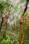 Madrone trees Arbutus menziesii forest on a rainy day, Castle Rock State Park, San Francisco bay area, California