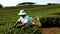 Mae Saiong. Thailand - 2019-03-11 - women harvest tea fields for young tea 14 - low with factory behind