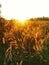 Maedow grass field, Kao yai national park, Thailand