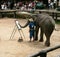 At the Maesa Elephant Camp, Thailand, an elephant paints a picture on an easel