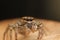 Maevia inclemens & x28;Dimorhic Jumping Spider& x29;