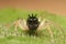 Maevia inclemens Dimorphic Jumping Spider