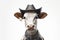 Mafia Cow or bullock farm wearing cowboy hat and sunglasses portrait looking at camera isolated on clear png background, funny