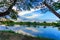 Magdalena River and Trees