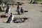 Magelan penguins colony