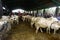 Magelang, Central Java , Indonesia, 06/15/2023 , Pictures of goat and sheep,  in celebration of upcoming events Eid al-Adha