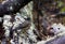Magelhaenlijster, Austral Thrush, Turdus falcklandii