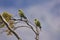 Magelhaenparkiet, Austral Parakeet, Enicognathus ferrugineus