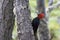 Magelhaenspecht, Magellanic Woodpecker, Campephilus magellanicus