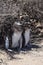 Magellan baby Penguins