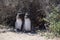 Magellan baby Penguins