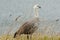 Magellan Goose - Bahia Lapataia - Argentina