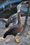 Magellan goose (Chloephaga picta)