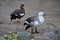 Magellan goose (Chloephaga picta)