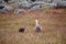 Magellan goose Chloephaga picta in Patagonia, Argentina