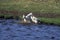 Magellan Goose or Upland Goose, chloephaga picta, Males fighting, Antarctica