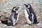 Magellan penguin colony