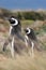 Magellan penguin couple, Punta Arenas, Chile