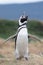 Magellan Penguin flaps its wings.