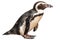 Magellan Penguin Isolated White Background