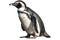 Magellan Penguin Isolated White Background