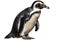 Magellan Penguin Isolated White Background