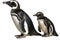 Magellan Penguin With Kid