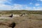 Magellan penguin near burrow