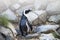 Magellan Penguin order Sphenisciformes, family Spheniscidae are a group of aquatic, flightless birds living almost exclusively