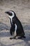 Magellan Penguin order Sphenisciformes, family Spheniscidae are a group of aquatic, flightless birds living almost exclusively