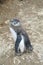 Magellan penguin small baby