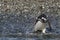 Magellan Penguin Spheniscus magellanicus on Tucker Island. Patagonia. Chile