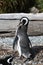 Magellan Penguin Spheniscus magellanicus on Tucker Island. Patagonia. Chile