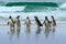 Magellan penguin, three water bird in the ocean, swimming and jumping in the sea, Falkland Island. Sea waves with birds. Penguin