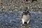 Magellan Penguin on Tucker Island. Patagonia. Chile