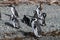 Magellan Penguin on Tucker Island. Patagonia. Chile